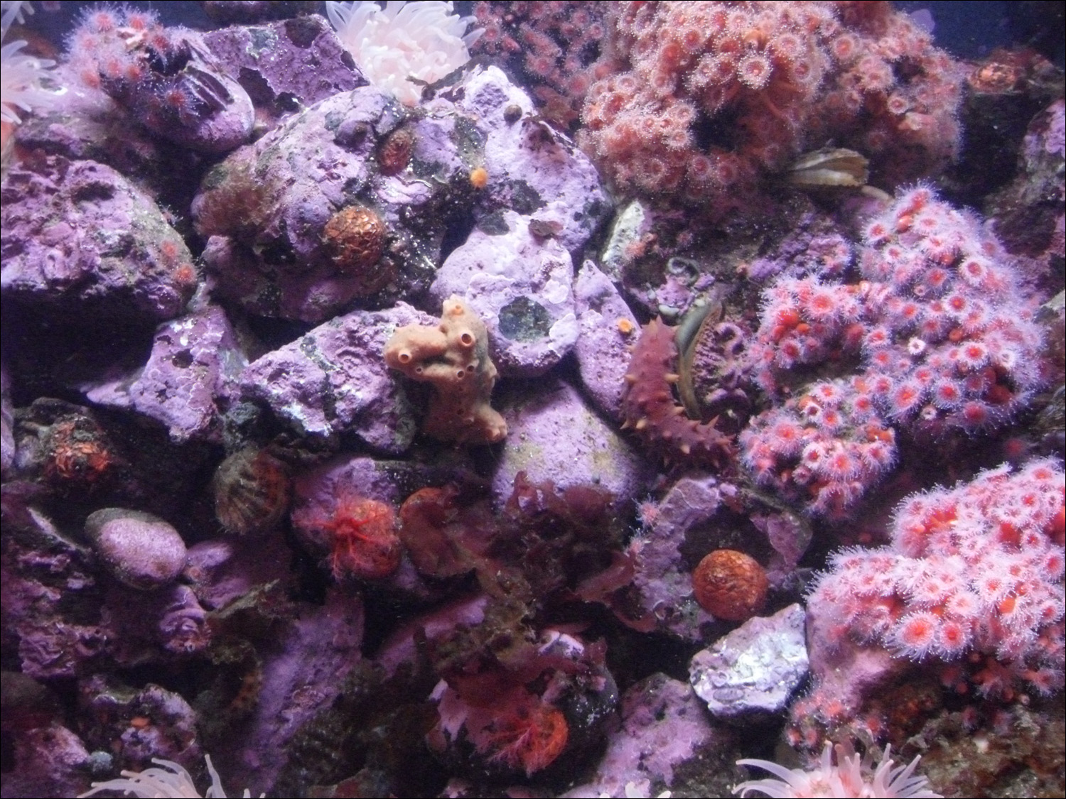 Tacoma, WA-Point Defiance Zoo & Aquarium-anemones in aquarium